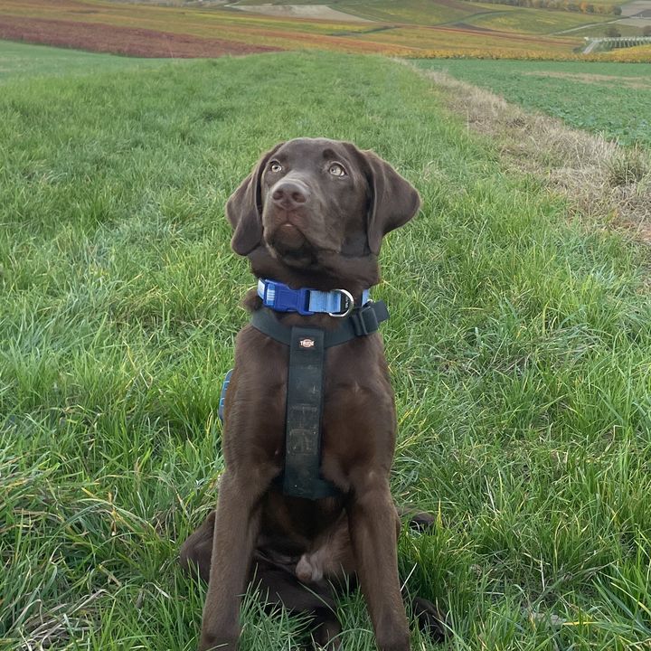 Labrador Rio sitzt auf einer Wiese vor Weinbergen